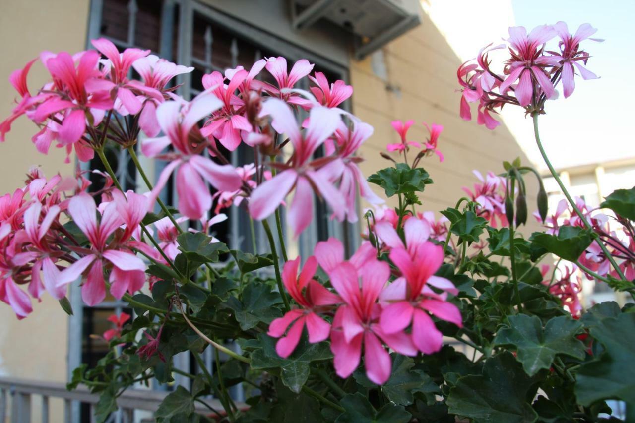 Pisa Town Bed & Breakfast Luaran gambar